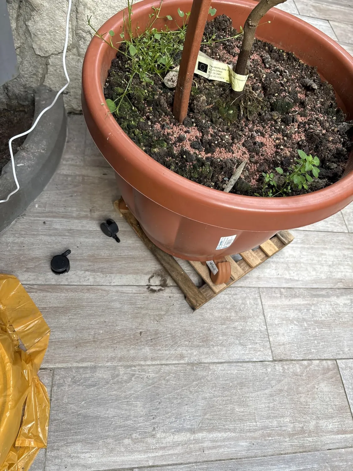 Wagner Paletti Sottovaso con Ruote 35x35 Legno 100 Kg