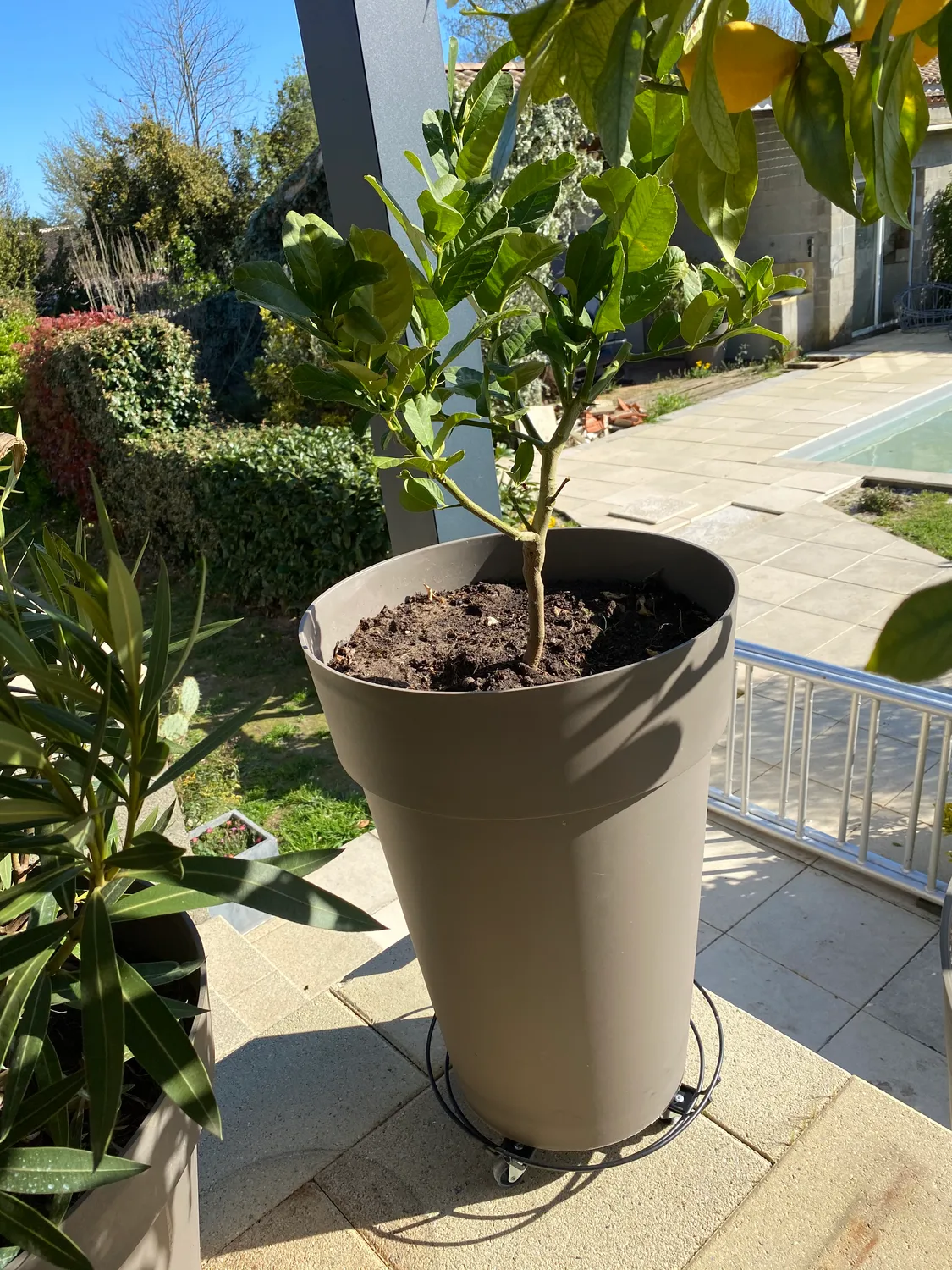 Wagner Black carrello piante nero D38 cm 100 kg