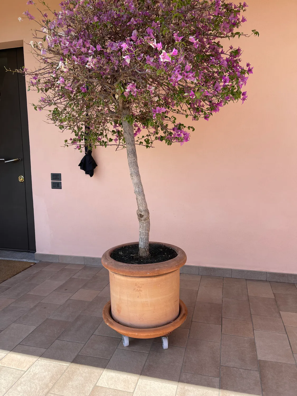 Wagner Carrello Piante Tondo Ø 38,5 cm Terracotta 150 kg
